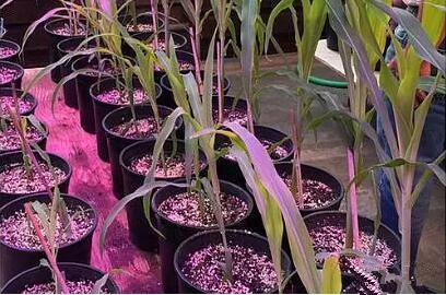 利(li)用LED培育(yu)的(de)玉(yu)米有(you)何(he)優勢(shi)？美(mei)國辳業部(bu)研(yan)究得(de)